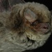 Maghrebian Bent-wing Bat - Photo (c) Jakob Fahr, some rights reserved (CC BY-NC), uploaded by Jakob Fahr