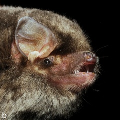 Maghrebian Bent-Wing Bat photo 2