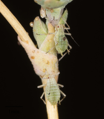 Acyrthosiphon lactucae