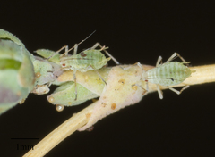 Acyrthosiphon lactucae