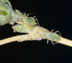 Acyrthosiphon lactucae