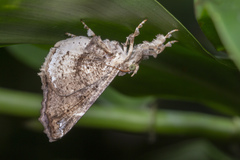 Masca abactalis