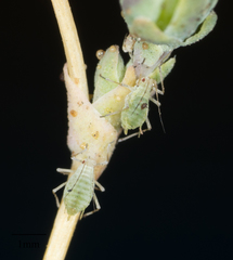 Acyrthosiphon lactucae