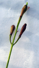 Sobolewskia truncata