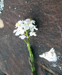 Sobolewskia truncata