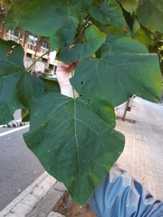 Catalpa bignonioides
