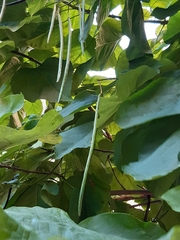 Catalpa bignonioides