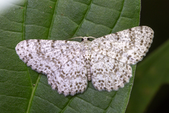 Catoria sublavaria