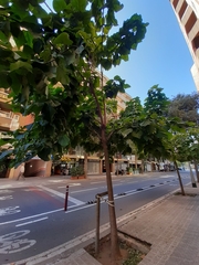Catalpa bignonioides