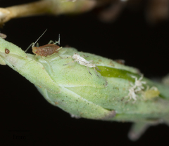 Acyrthosiphon lactucae