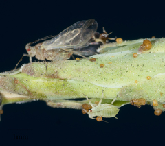 Acyrthosiphon lactucae