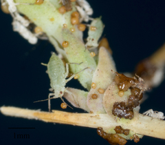 Acyrthosiphon lactucae