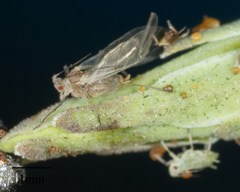 Acyrthosiphon lactucae