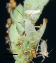 Acyrthosiphon lactucae