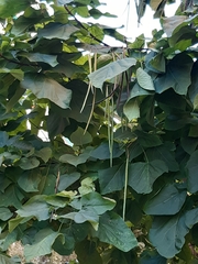 Catalpa bignonioides