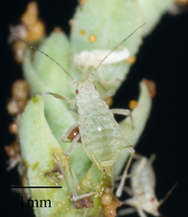 Acyrthosiphon lactucae