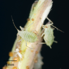Acyrthosiphon lactucae