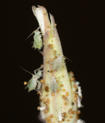 Acyrthosiphon lactucae