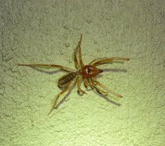 Solpugidae