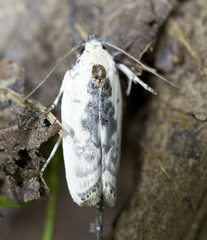 Antaeotricha
