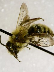 Andrena hirticincta