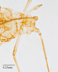 Acyrthosiphon lactucae