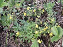 Potentilla patula