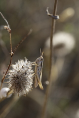 Euchorthippus elegantulus