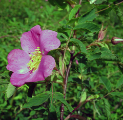 Rosa oxyodon