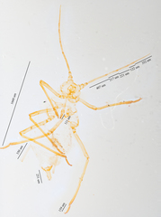 Acyrthosiphon lactucae