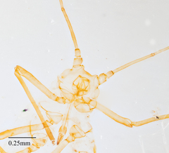 Acyrthosiphon lactucae