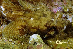 Halobatrachus didactylus