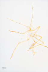 Acyrthosiphon lactucae