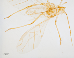 Acyrthosiphon lactucae