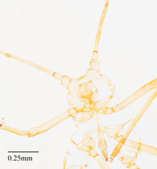 Acyrthosiphon lactucae