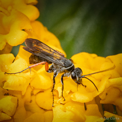 Episyron conterminus cressoni