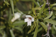 Eremophila bignoniiflora