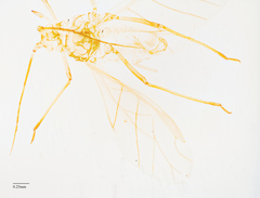 Acyrthosiphon lactucae