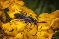 Episyron conterminus cressoni