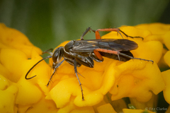 Episyron conterminus cressoni