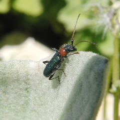 Cartallum ebulinum