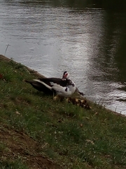Cairina moschata domestica