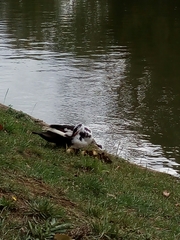 Cairina moschata domestica