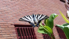 Iphiclides feisthamelii