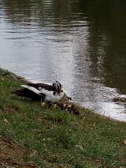 Cairina moschata domestica