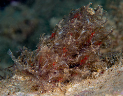 Polybranchia jannae
