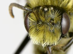 Andrena hirticincta