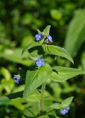 Pentaglottis sempervirens