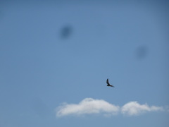 Falconiformes