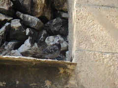 Columba livia domestica
